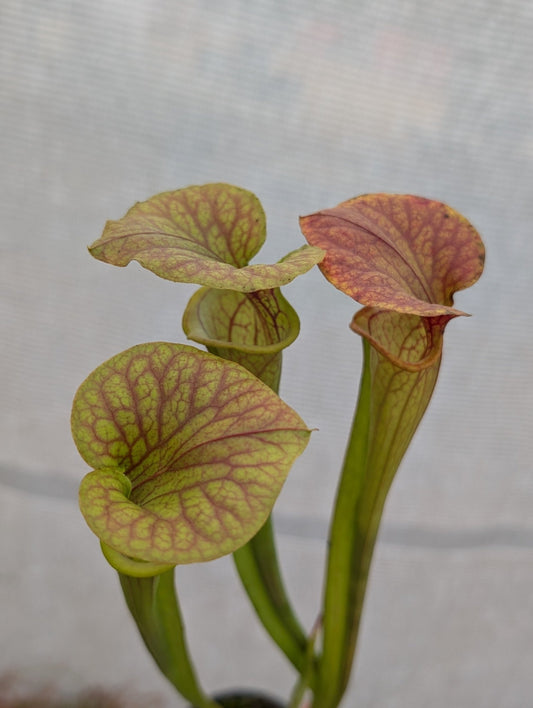 Planta carnívora - Sarracenia Flava hybrid (Patrick De Wolf) - Carniterrace - Comprar en tienda online