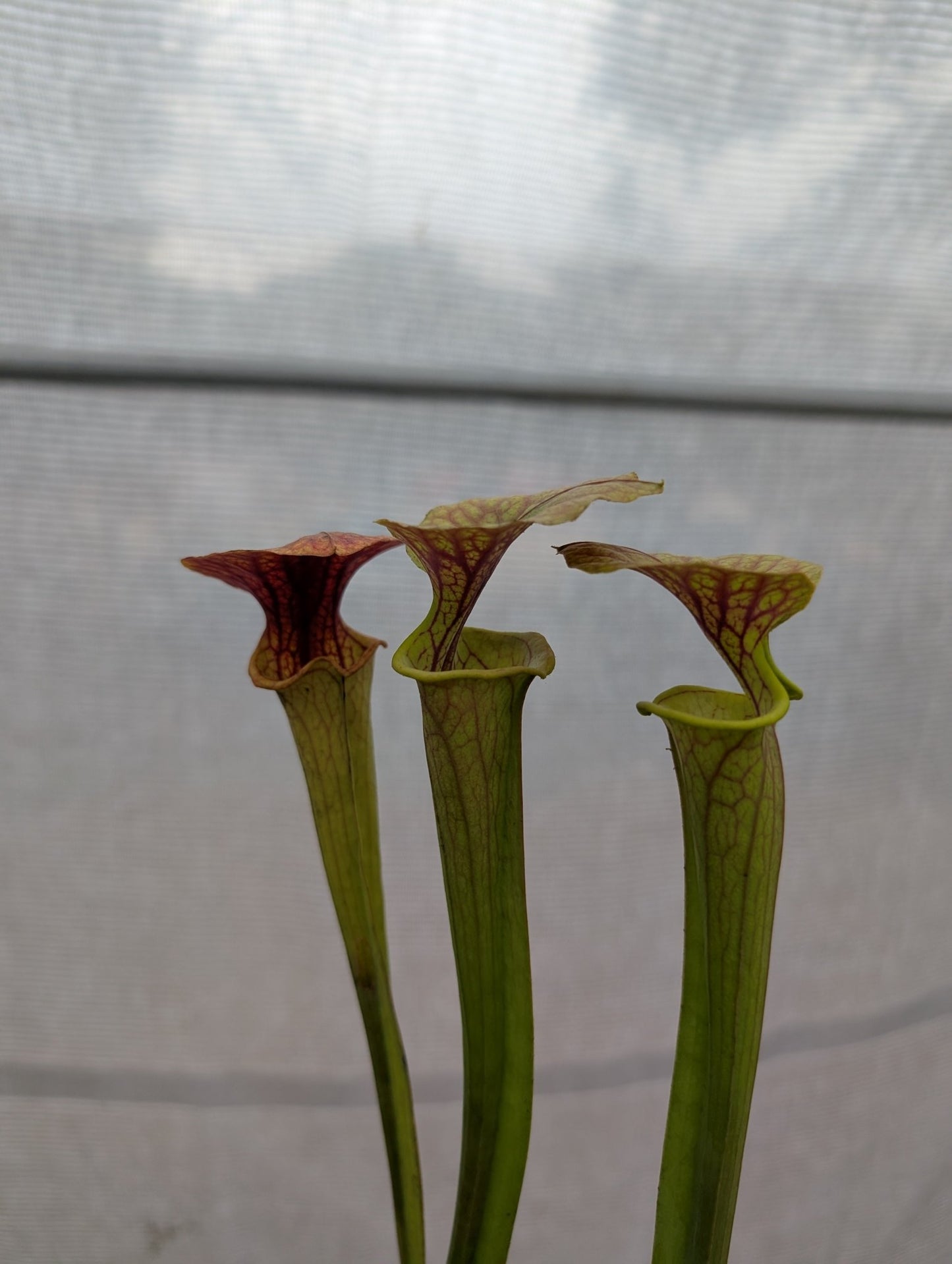 Planta carnívora - Sarracenia Flava hybrid (Patrick De Wolf) - Carniterrace - Comprar en tienda online