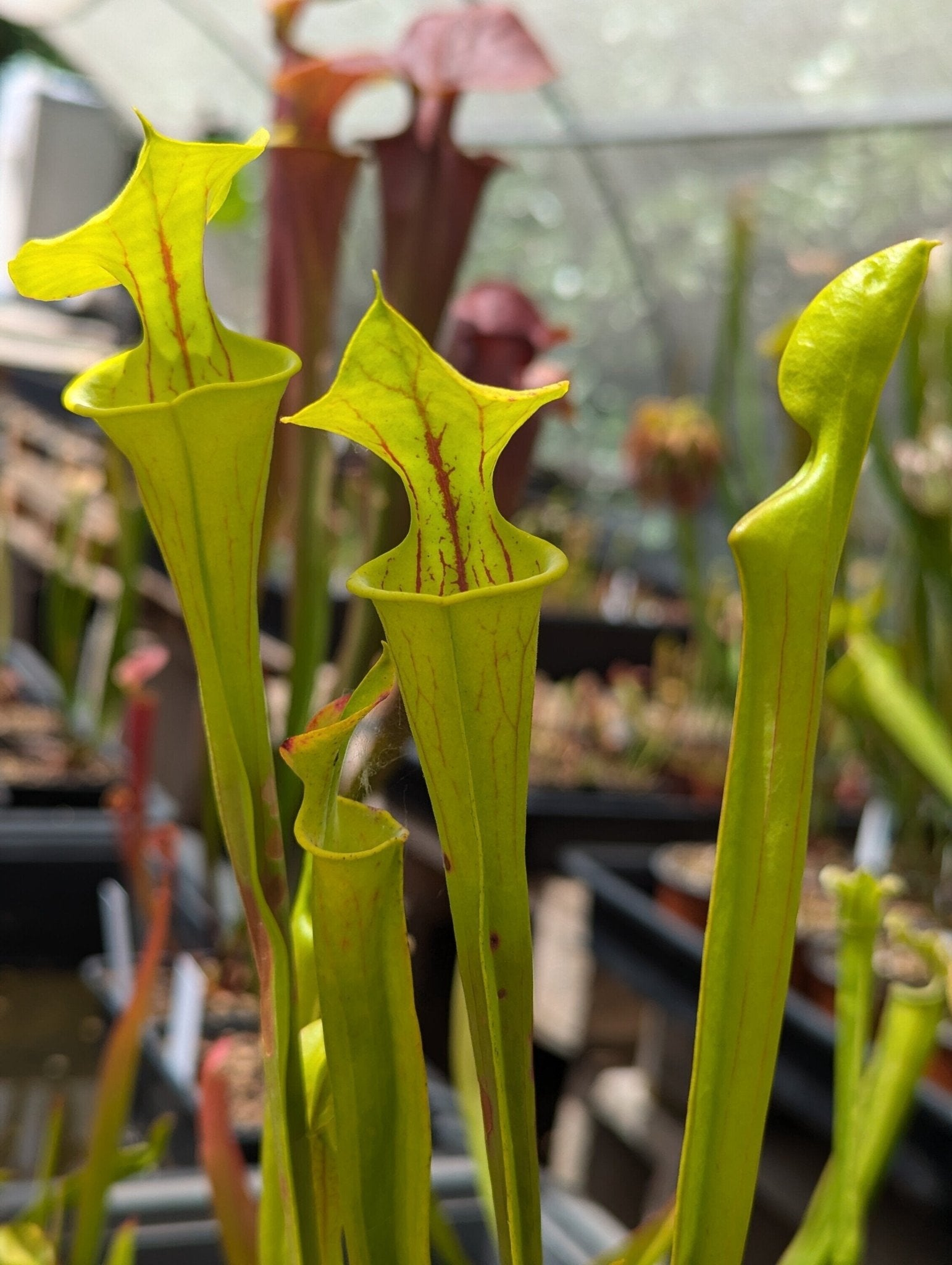 Planta carnívora - Sarracenia Flava var. flava - Carniterrace - Comprar en tienda online