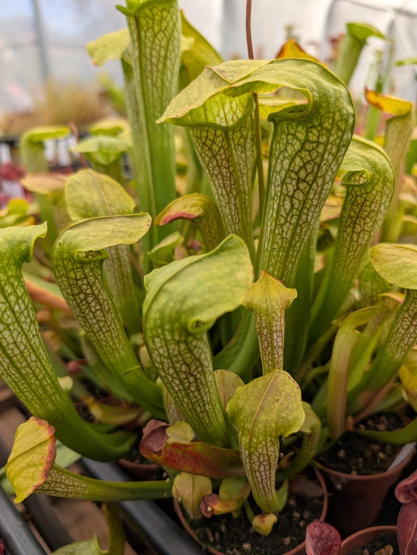 Planta carnívora - Sarracenia Hummer's hummerhead - Carniterrace - Comprar en tienda online