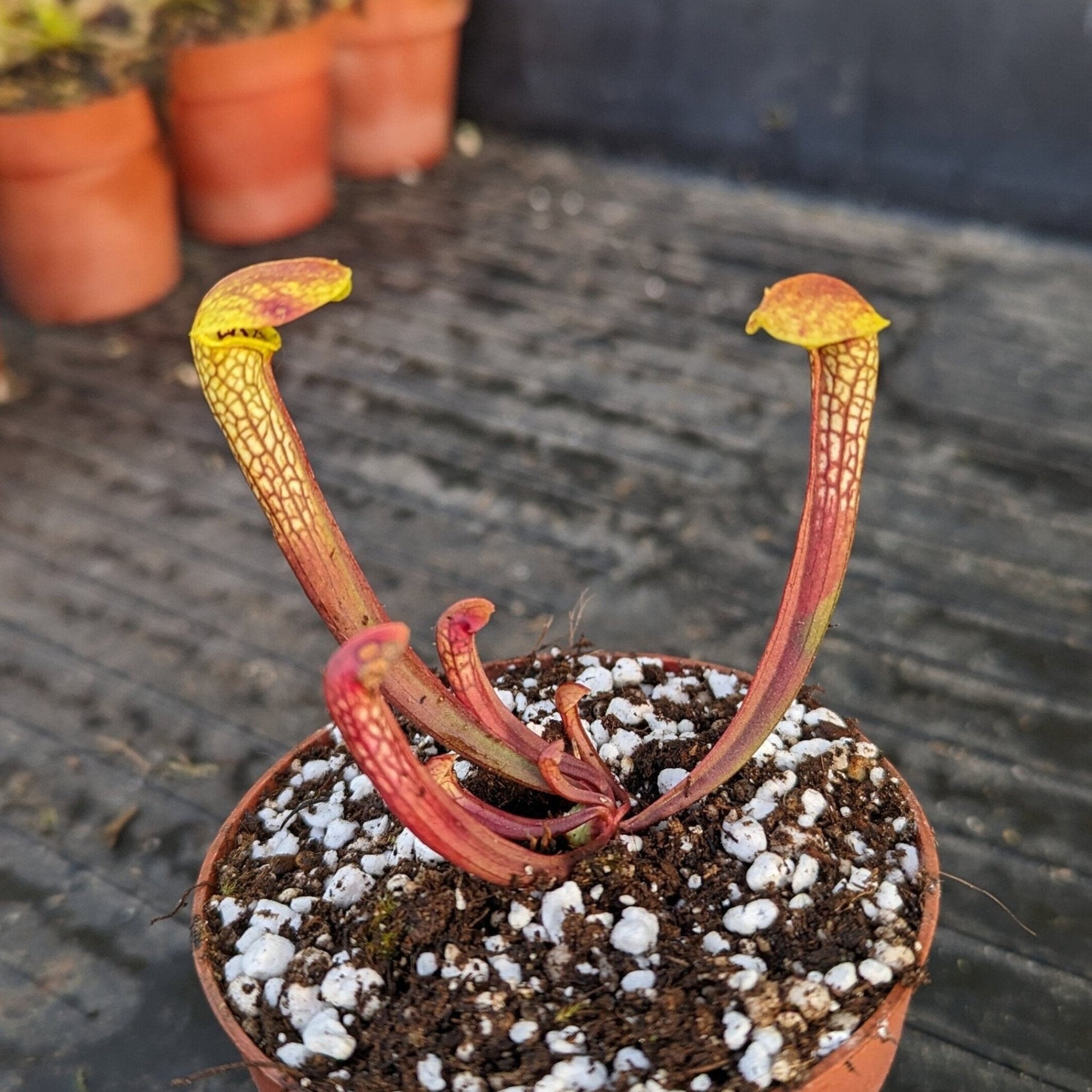Planta carnívora - Sarracenia Hummer's hummerhead - Carniterrace - Comprar en tienda online