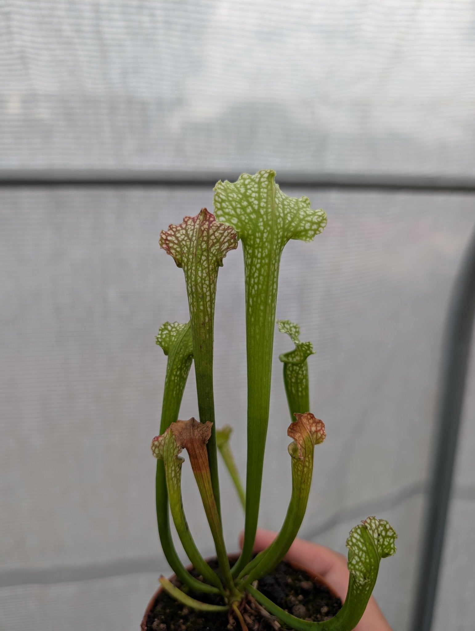 Planta carnívora - Sarracenia Nazarí - Carniterrace - Comprar en tienda online