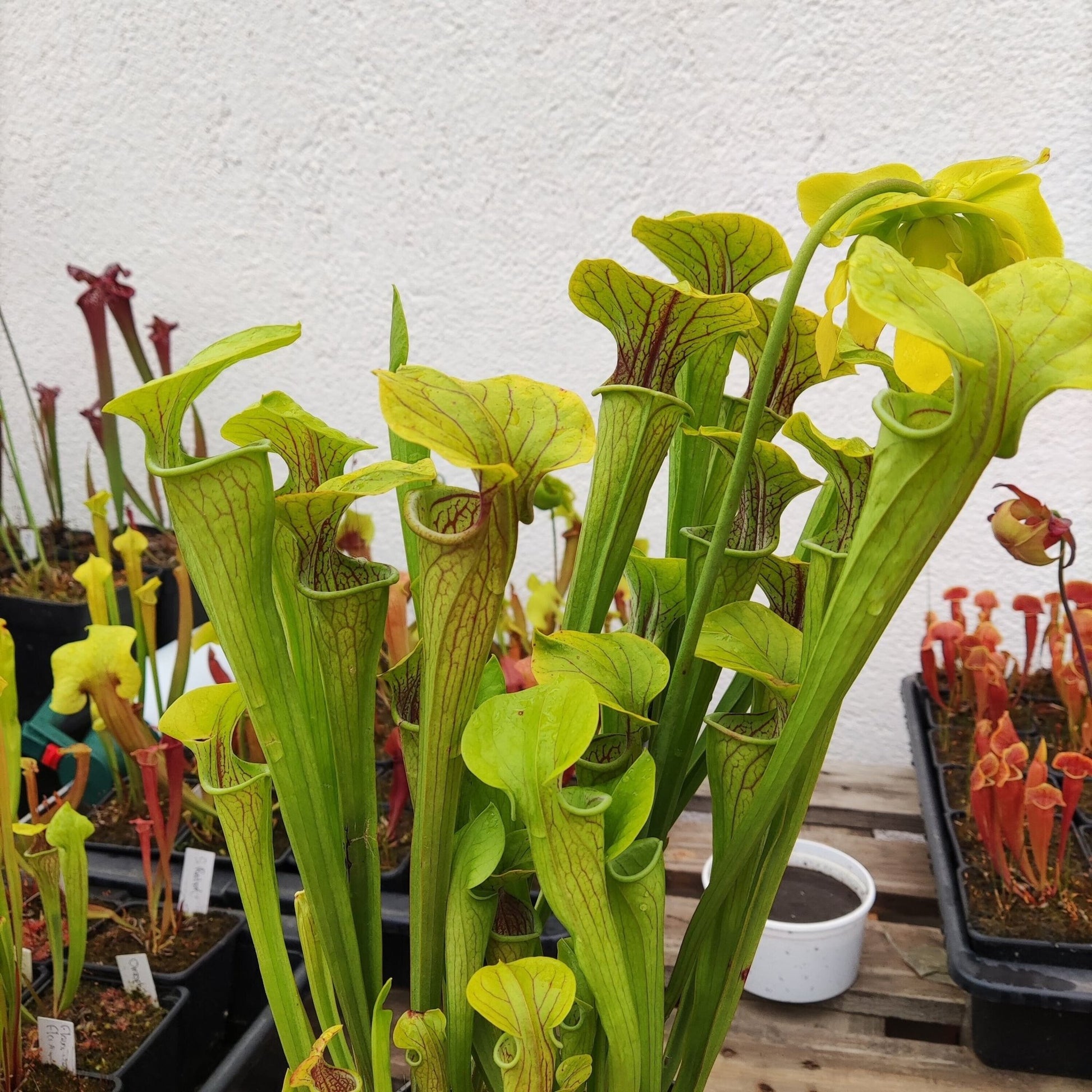 Planta carnívora - Sarracenia Oreophila - Carniterrace - Comprar en tienda online
