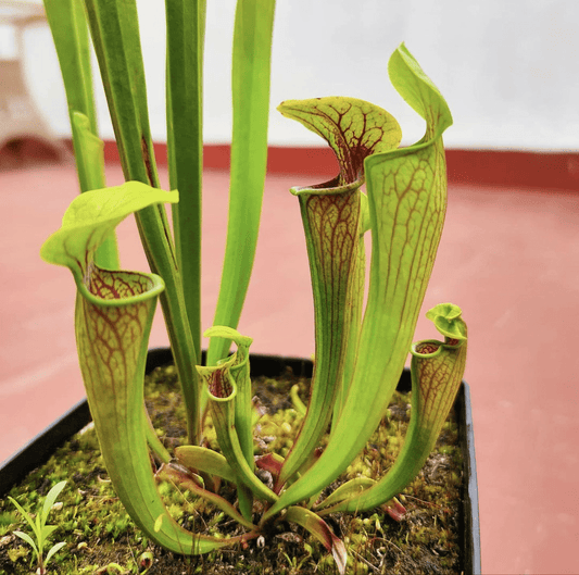 Planta carnívora - Sarracenia Oreophila - Carniterrace - Comprar en tienda online