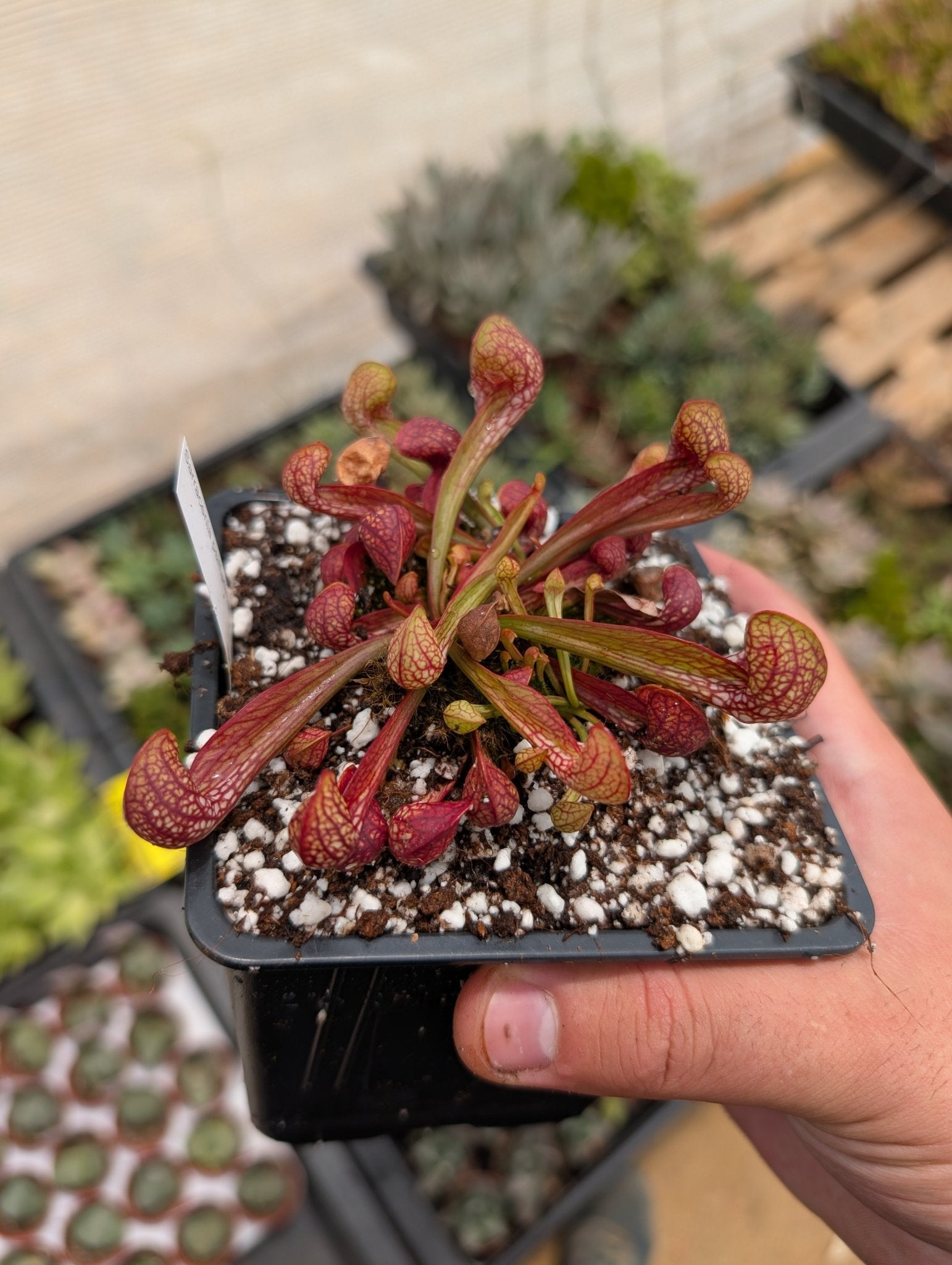 Planta carnívora - Sarracenia Psittacina - Carniterrace - Comprar en tienda online