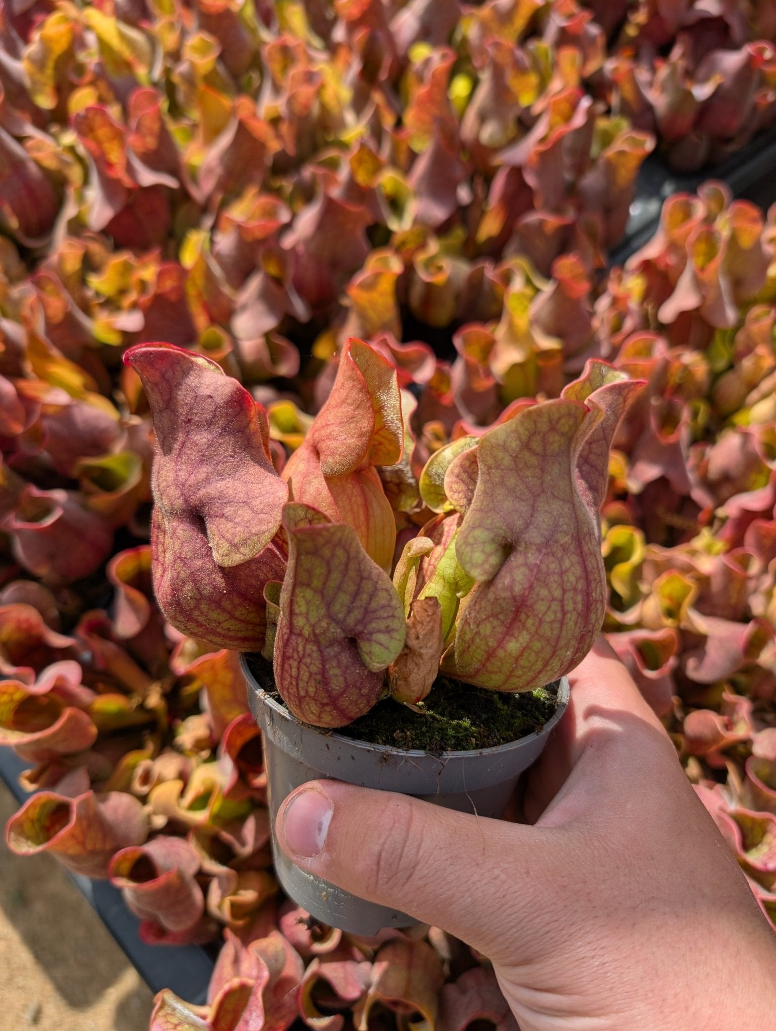 Planta carnívora - Sarracenia Purpurea subsp. Venosa - Carniterrace - Comprar en tienda online
