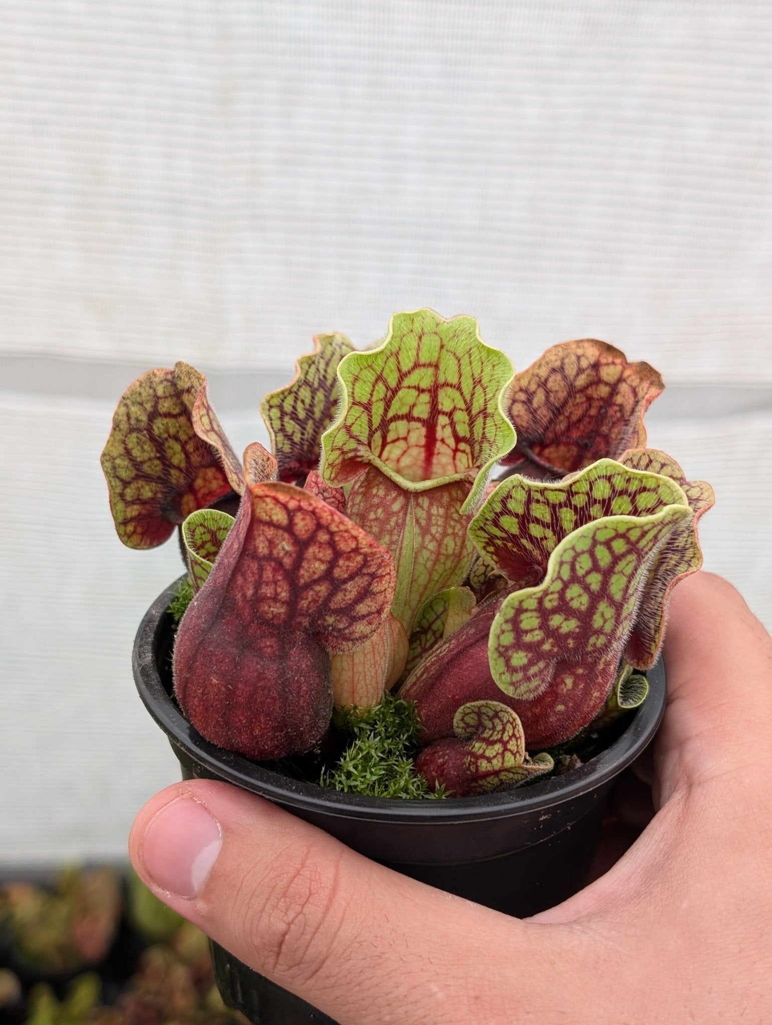 Planta carnívora - Sarracenia Purpurea subsp. venosa heavily veined - Carniterrace - Comprar en tienda online