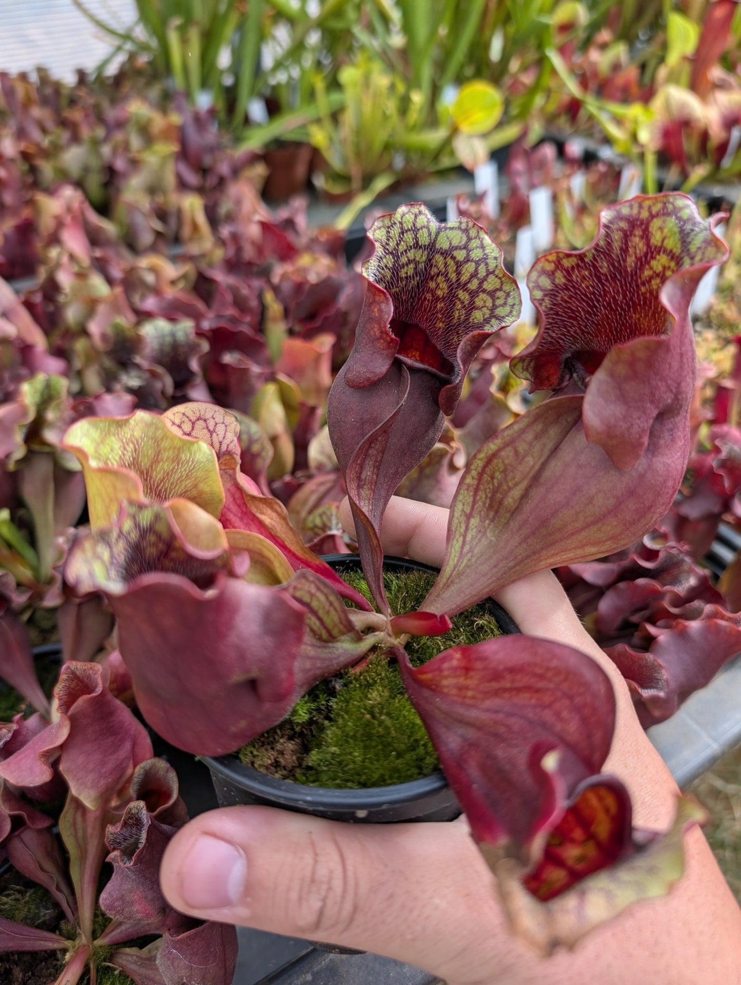 Planta carnívora - Sarracenia Purpurea subsp. venosa red - Carniterrace - Comprar en tienda online