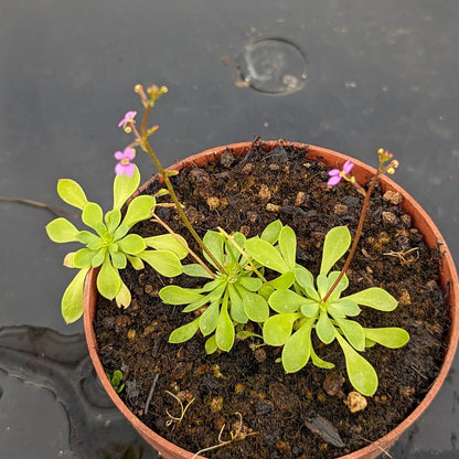 Planta carnívora - Stylidium debile - Carniterrace - Comprar en tienda online