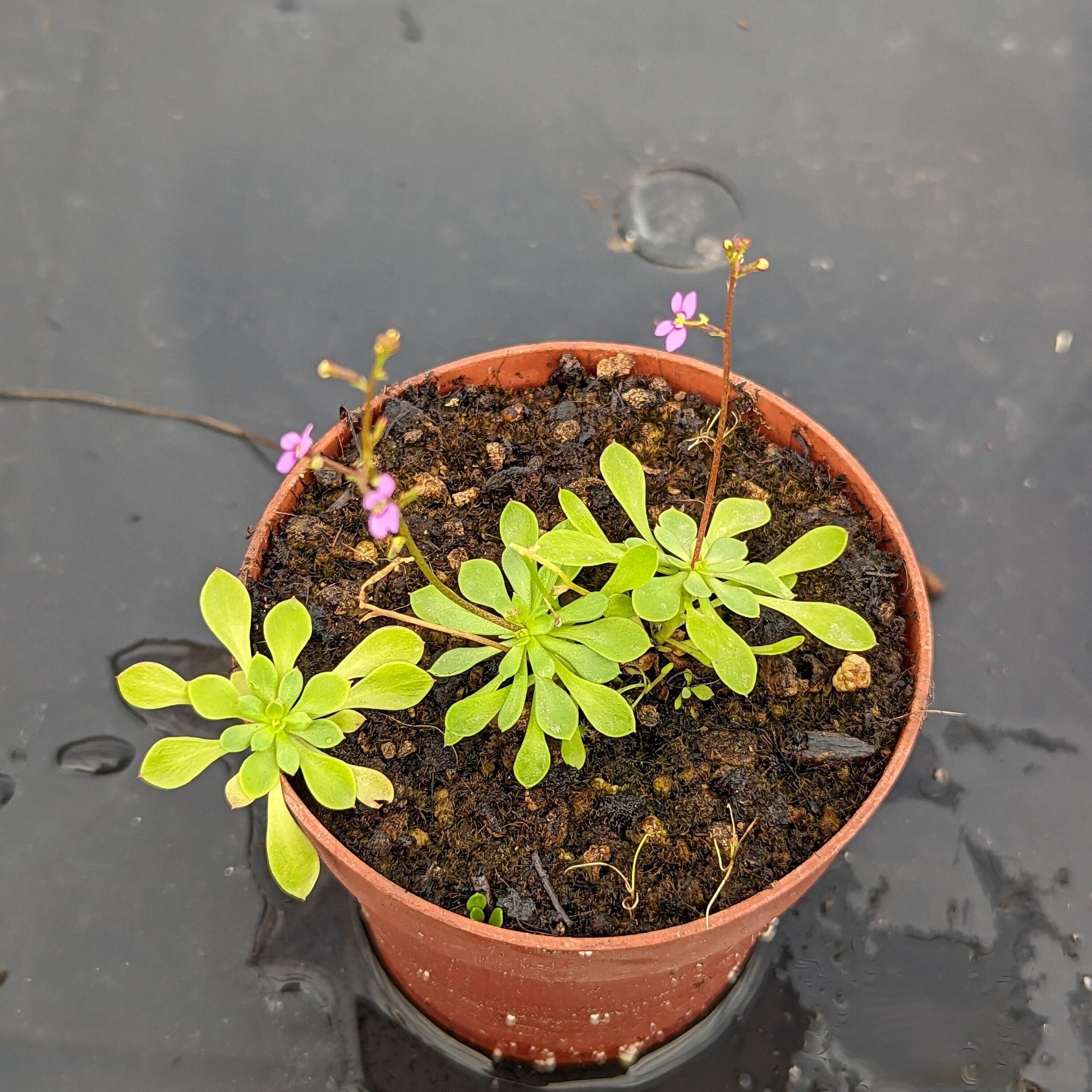 Planta carnívora - Stylidium debile - Carniterrace - Comprar en tienda online