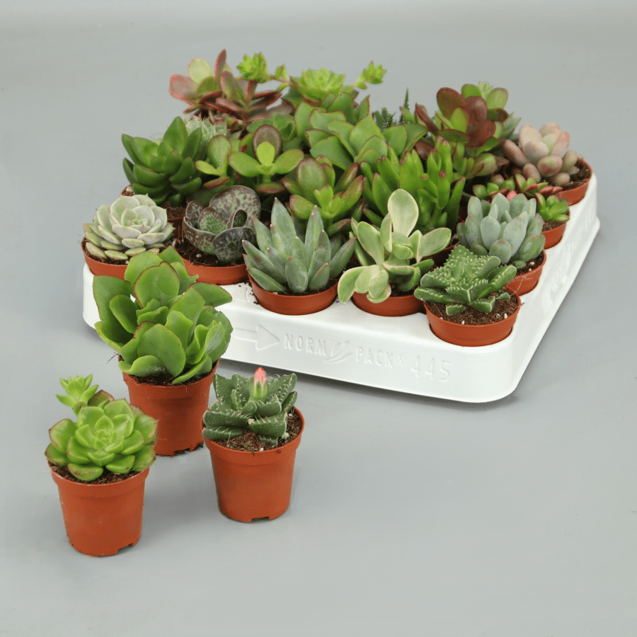 Planta carnívora - Suculentas mix 5,5 (Se pueden escoger) - Carniterrace - Comprar en tienda online