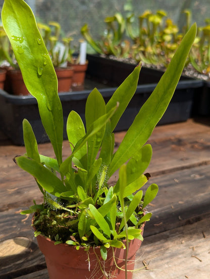 Planta carnívora - Utricularia longifolia - Carniterrace - Comprar en tienda online