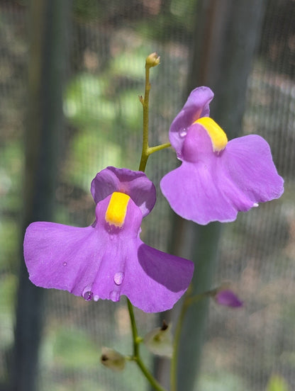Planta carnívora - Utricularia longifolia - Carniterrace - Comprar en tienda online