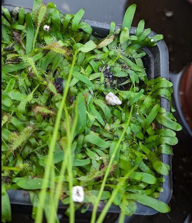 Planta carnívora - Utricularia prehensilis - Carniterrace - Comprar en tienda online