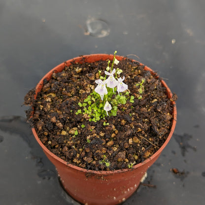 Planta carnívora - Utricularia Sandersonii - Carniterrace - Comprar en tienda online