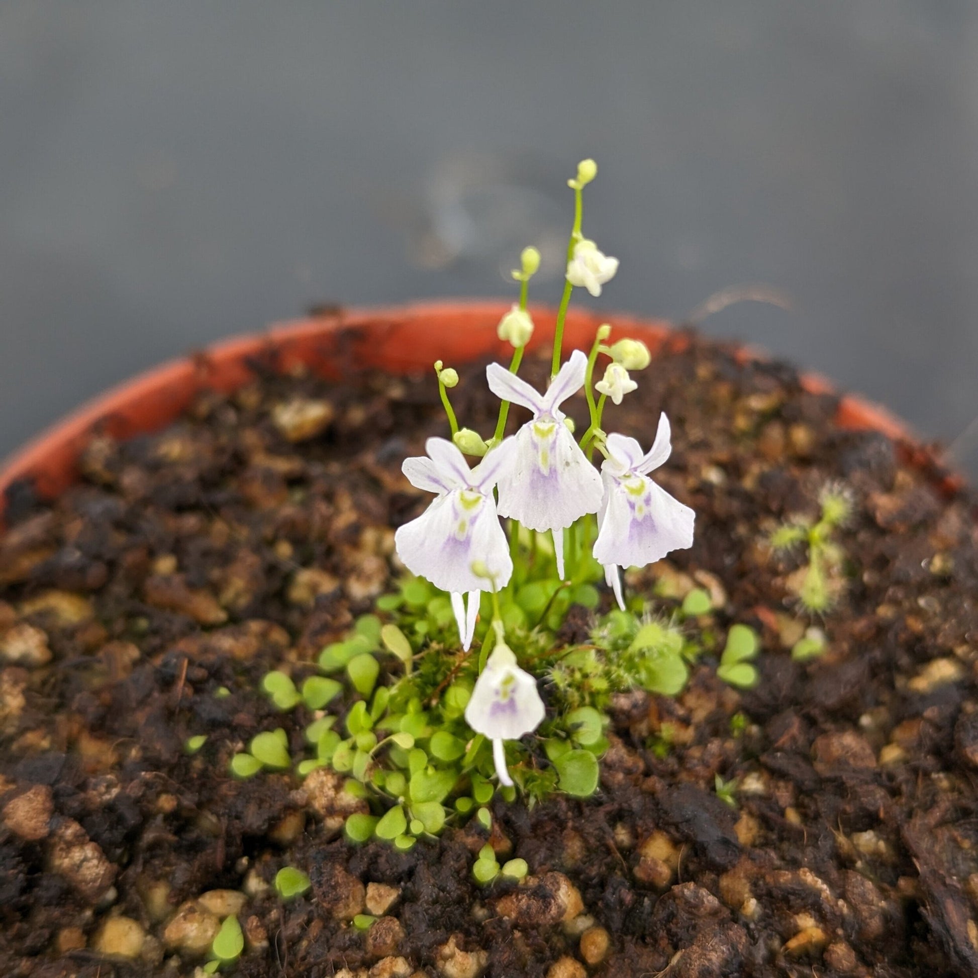 Planta carnívora - Utricularia Sandersonii - Carniterrace - Comprar en tienda online